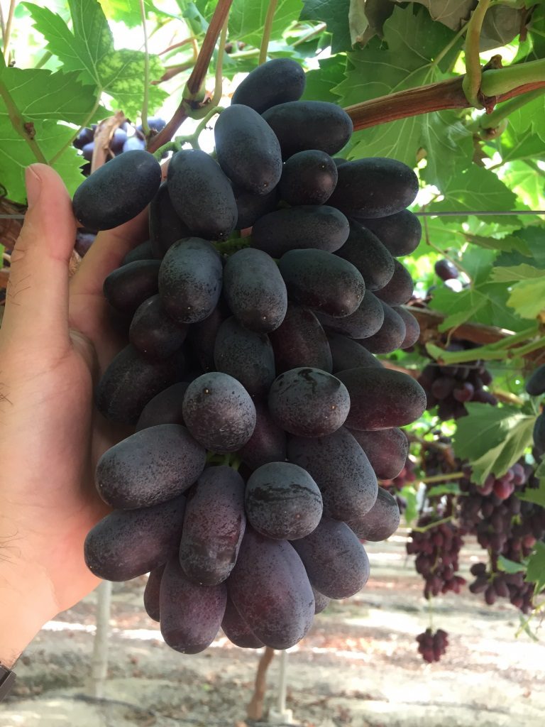 Chile trials new Spanish table grape varieties