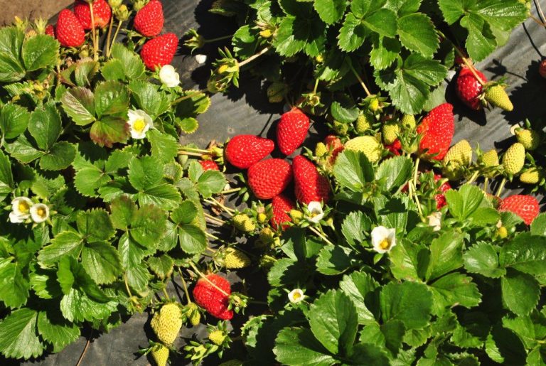 Chile Leading strawberry nursery launches new Californiabred varieties