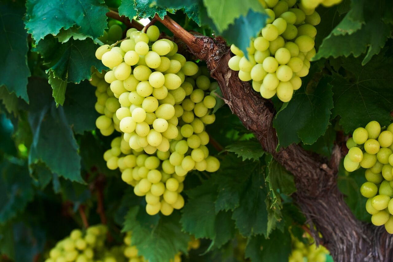 South African table grape exports remain far below previous years