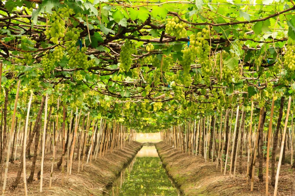 California table grape shipments 'to continue through January'