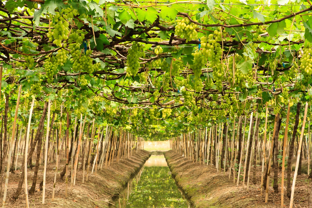 South African table grape forecast released