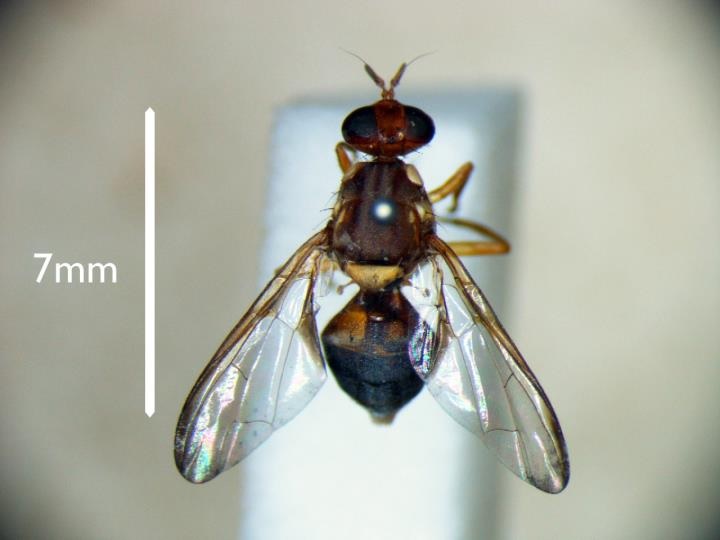 Australia: No new fruit fly detections outside Tasmania control areas