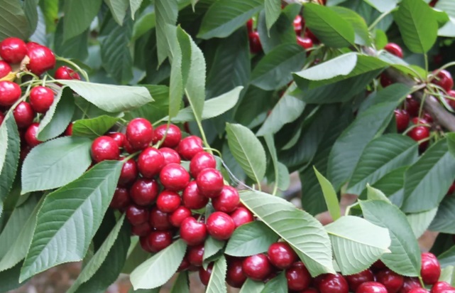 Agronometrics in Charts: Northwest cherries set to make a comeback this season