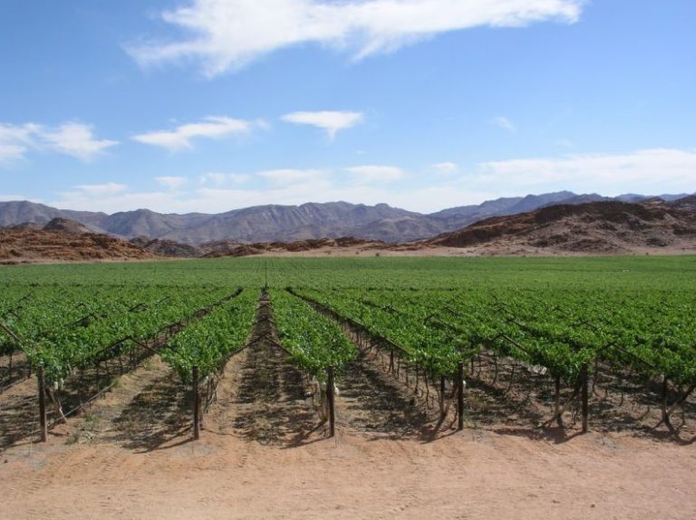 South african table grapes, sati