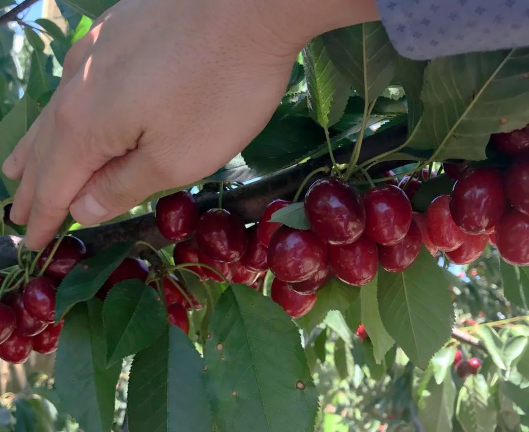 Imported cherries ‘no longer a premium product’ for China, claims