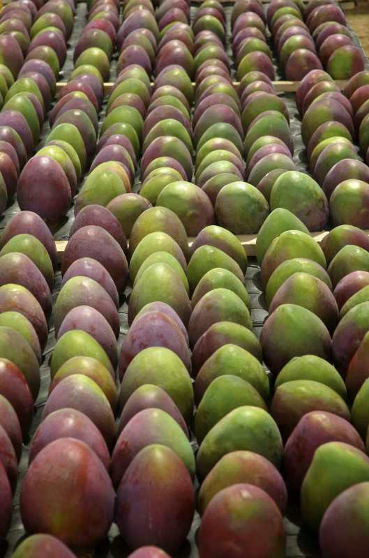 Dole and Camposol team up to bring branded mangoes to China