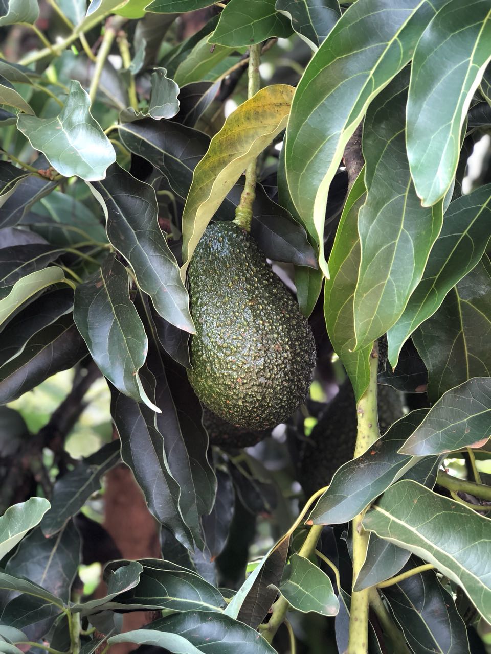 Israel First EUbound Maluma avocado exports could take place in 2018