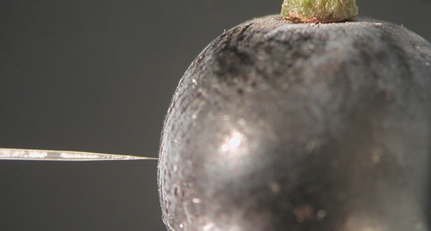 Scientists find cause of cell death in grapes Scientists find cause of cell death in grapes