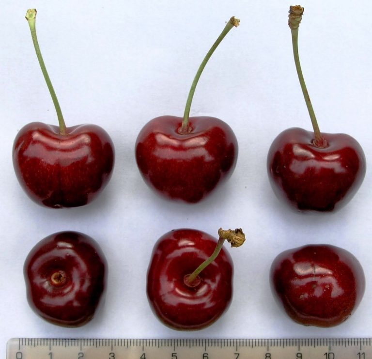 Growers Czech out new cherries Tamara, Irena for commercial growth