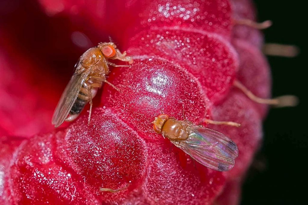 Chile: Spotted wing Drosophila found in major blueberry-growing region