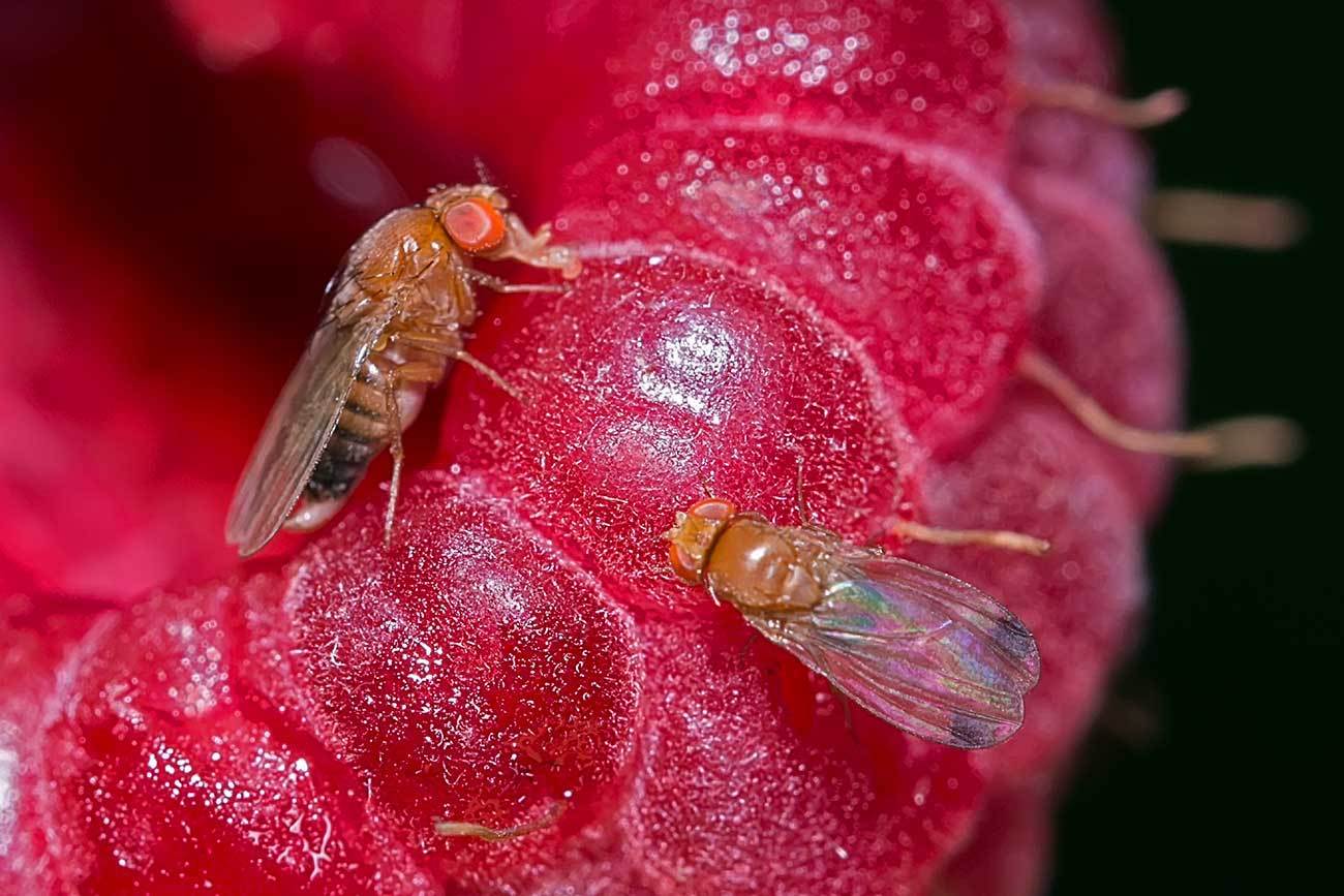 Chile Spotted wing Drosophila found in major blueberrygrowing region