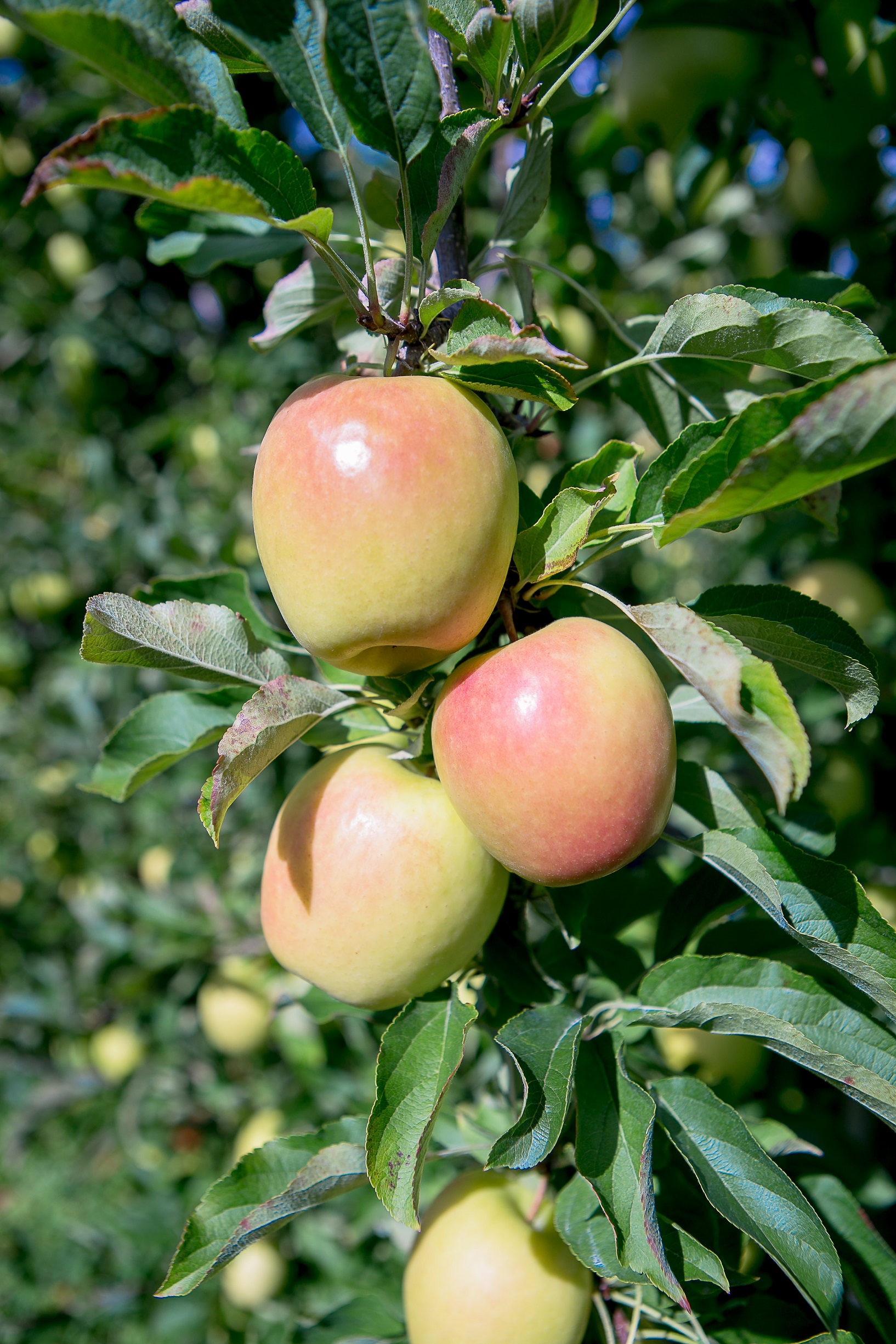 U.S. Giumarra prepares for increased volumes of NZ Lemonade apples