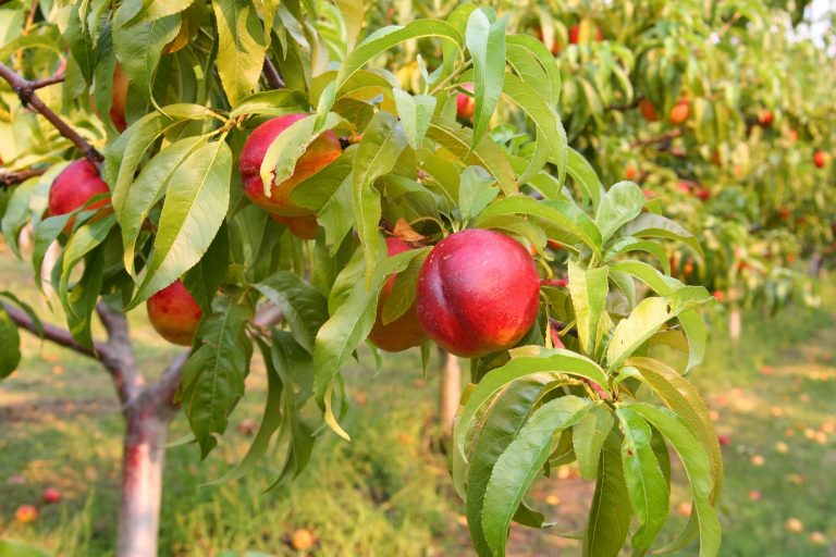 Nectarines on tree