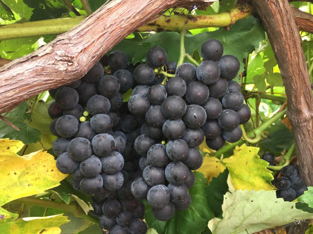 Australian grape exports surpass half billion dollar mark for first time