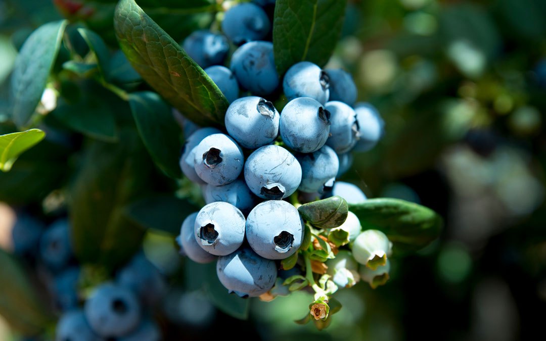 South African blueberry exports to jump 20 in season
