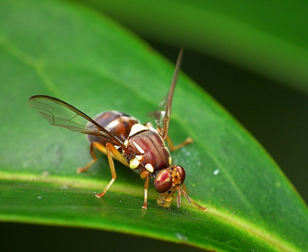 NZ catches 14 fruit flies in a year at a cost of $18M