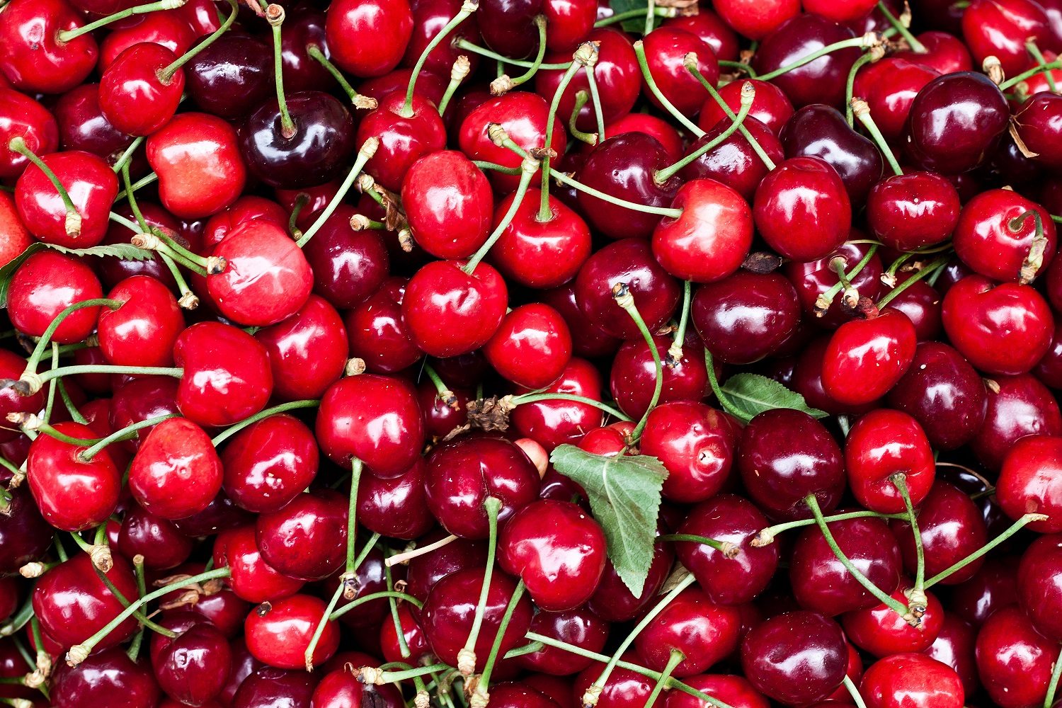 Will Chilean cherries take advantage of high U.S. market pricing?