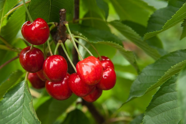 cherries, possibly from San Joaquin county
