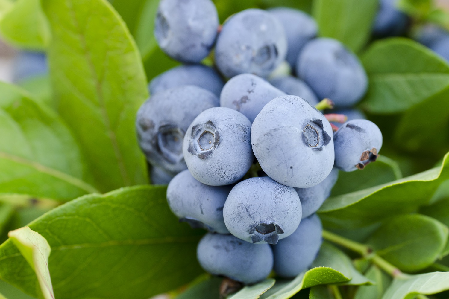 Blueberries in Charts Prices enter their jumpy phase
