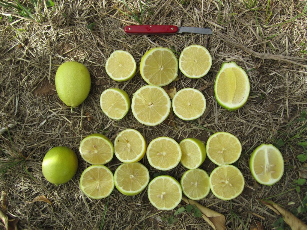 Seedless lemon brand LemonGold launches in South Africa