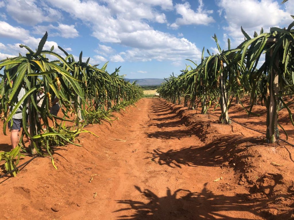 Pioneering South African dragon fruit venture builds momentum