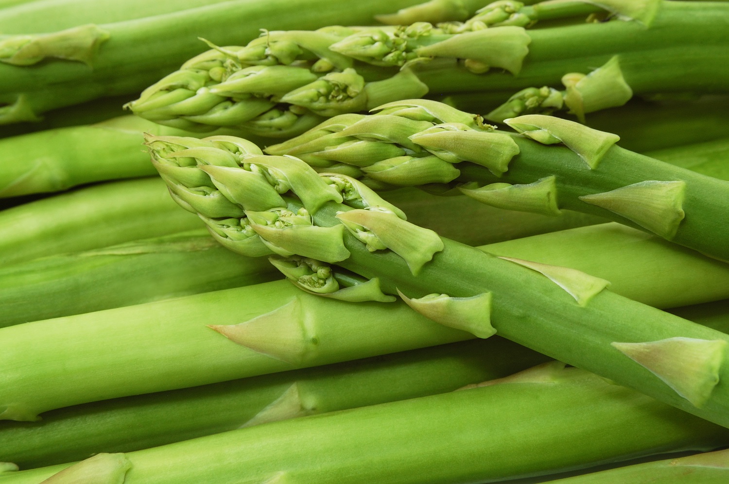 Asparagus in Charts Large Mexican supplies hit pricing this fall