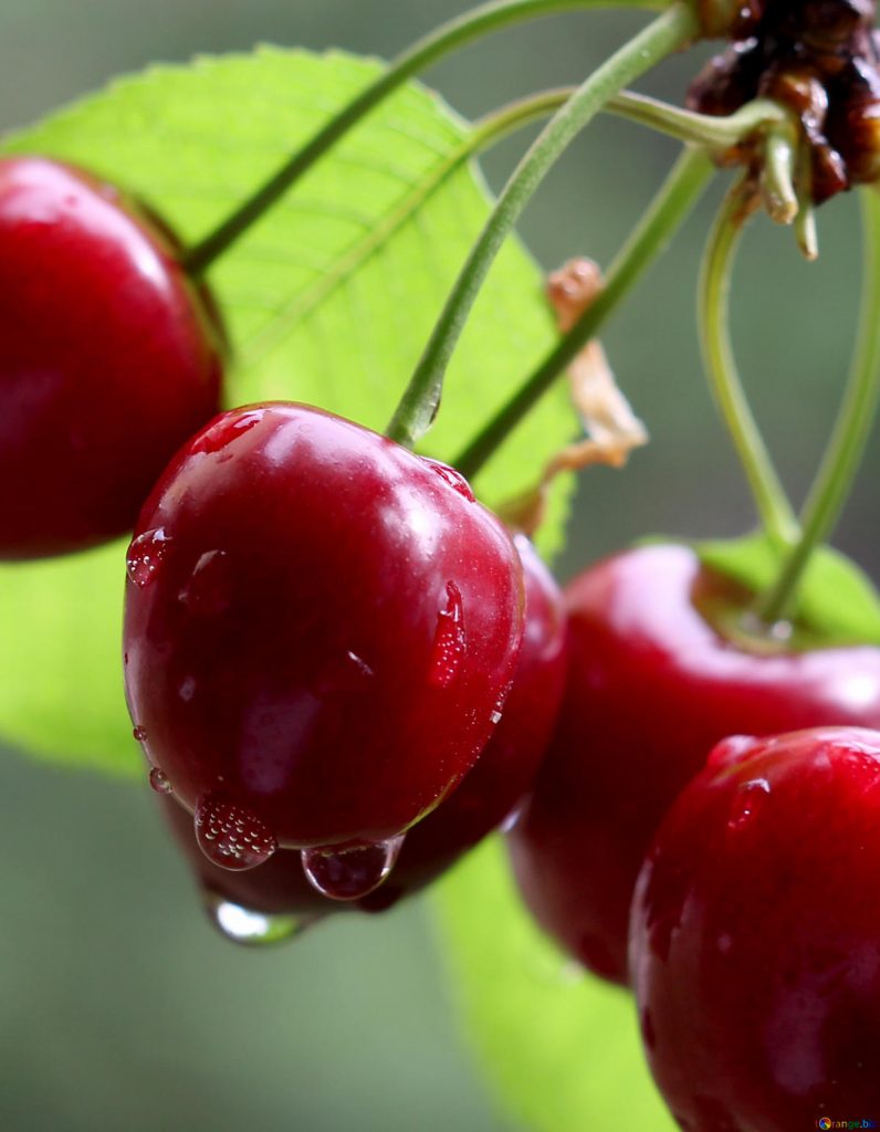 Canada's cherry industry suffers 50% drop in season's volume