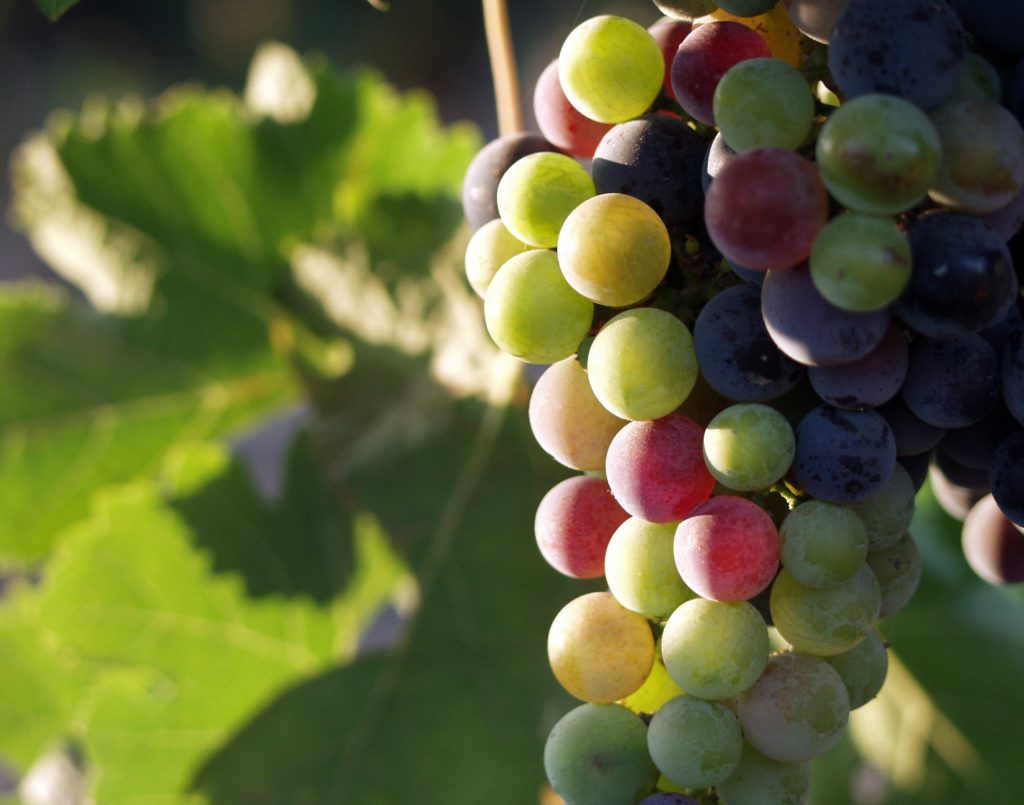 Mexico to export record-breaking table grape volume by end of June