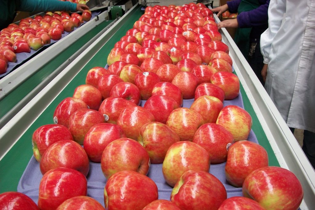 Apples in Charts: Is Honeycrisp's reign over?