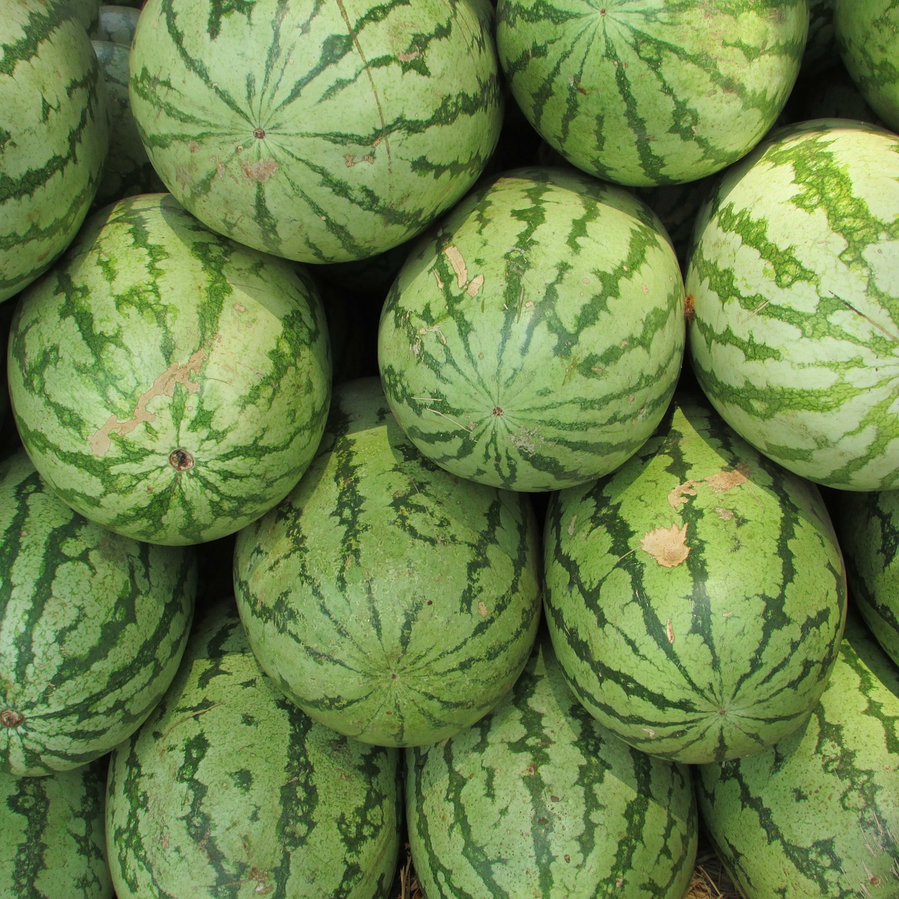 Novel watermelon rootstock resilient to disease, pests