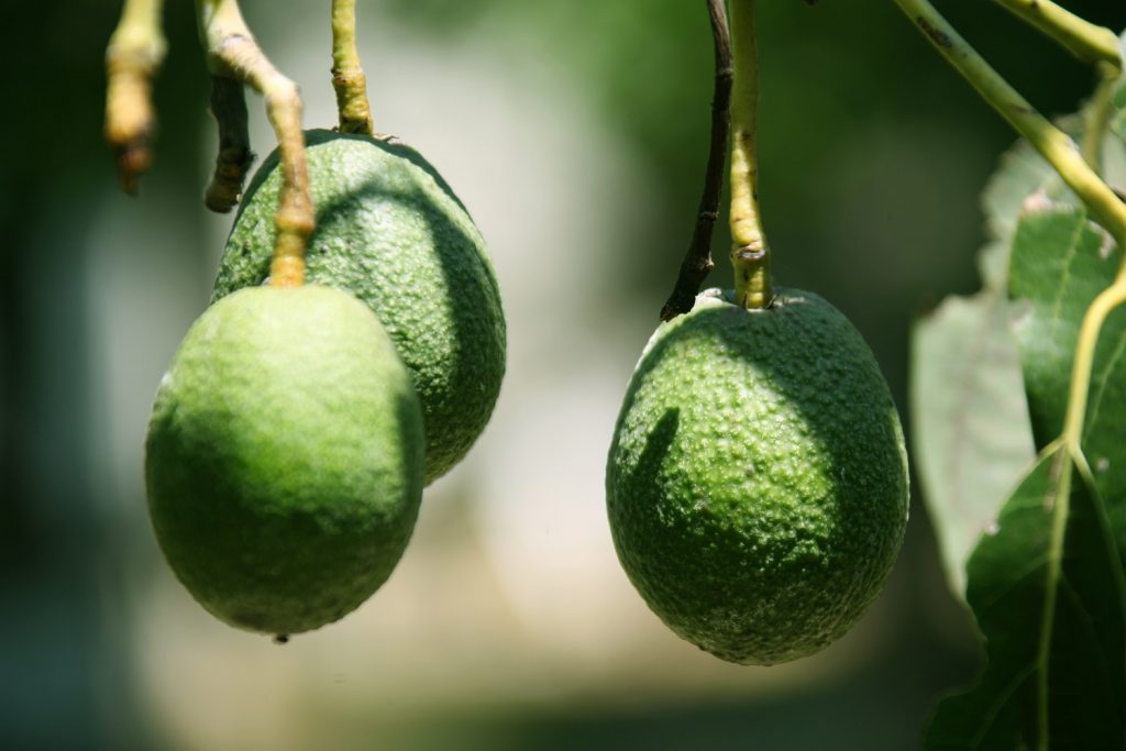 U.S. ag secretary tours California avocado grove, discusses industry challenges