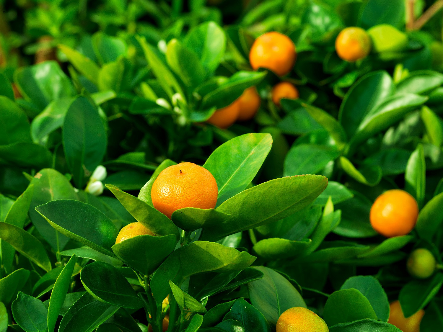 South American satsuma season suffers amid Covid19 restrictions