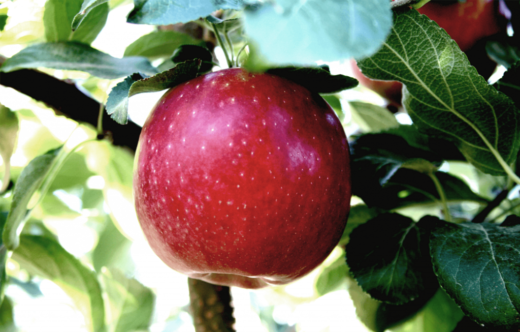 Cosmic Crisp and Autumn Glory apples see strong growth