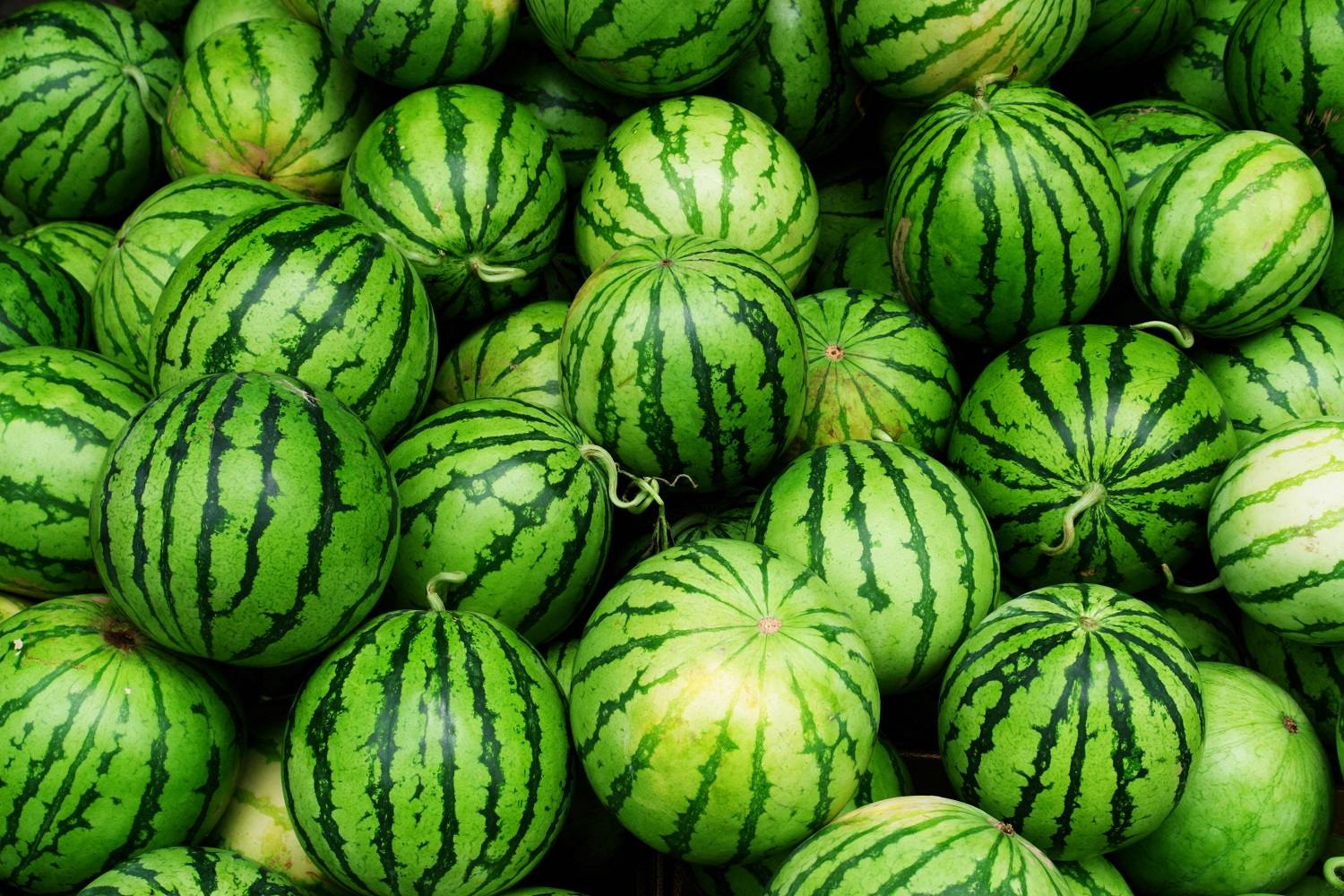 Watermelons: Genomic resource created - FreshFruitPortal.com