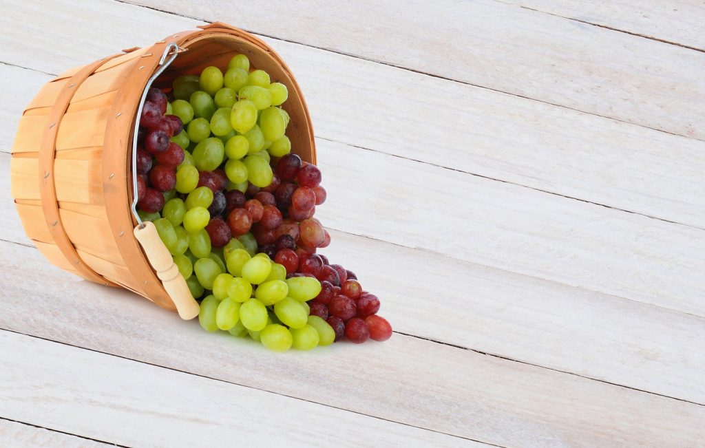 Accelerated transition to imported table grapes expected in North America