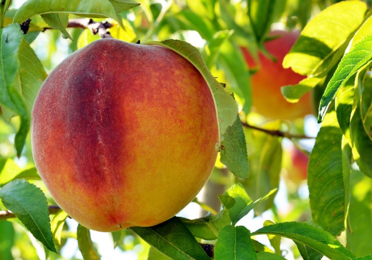 peaches