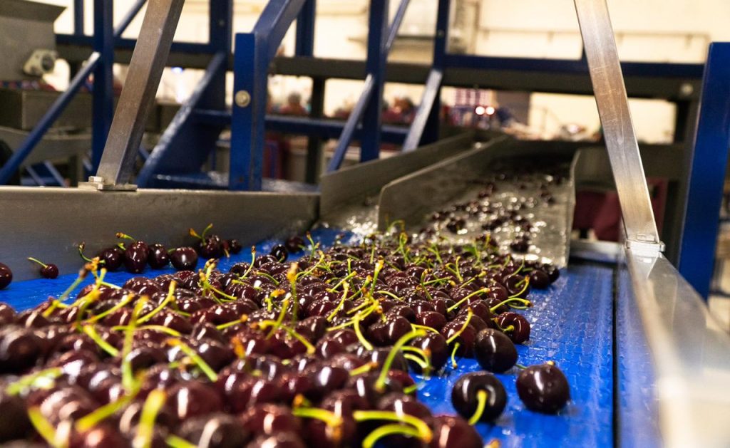 Argentine cherries: Patagonian production to help offset heavy Mendoza losses