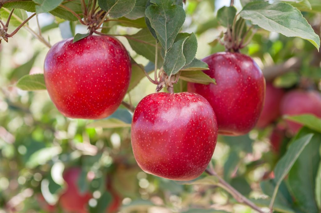 United States Agricultural Research Service and NASA partner to produce apples in space