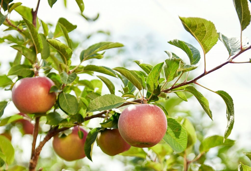 New Zealand's apple production and exports to hit “record low” in 2023