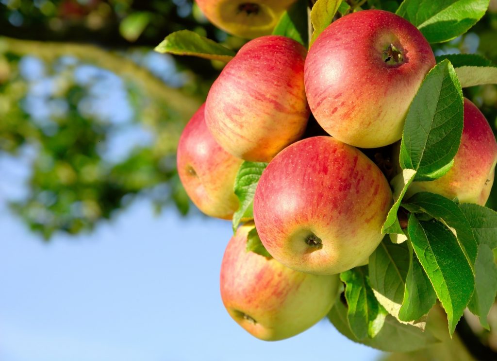 U.S. apple crop quality and size would be 