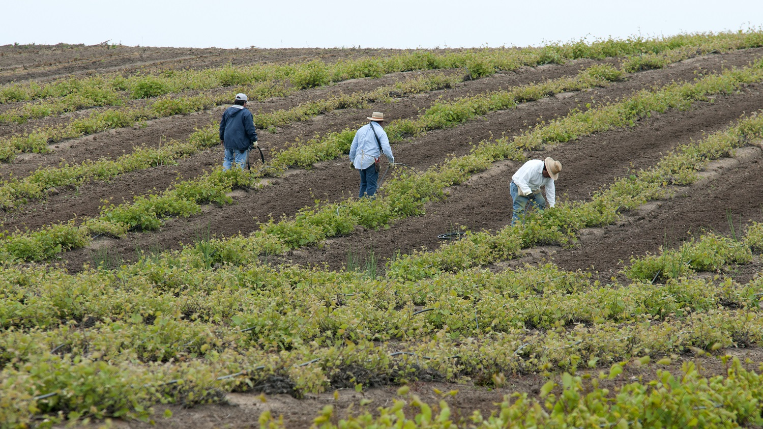 U.K. Thousands apply for fruit and veg grower jobs