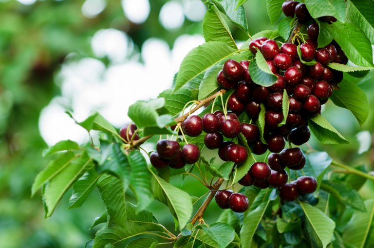 Chilean cherries