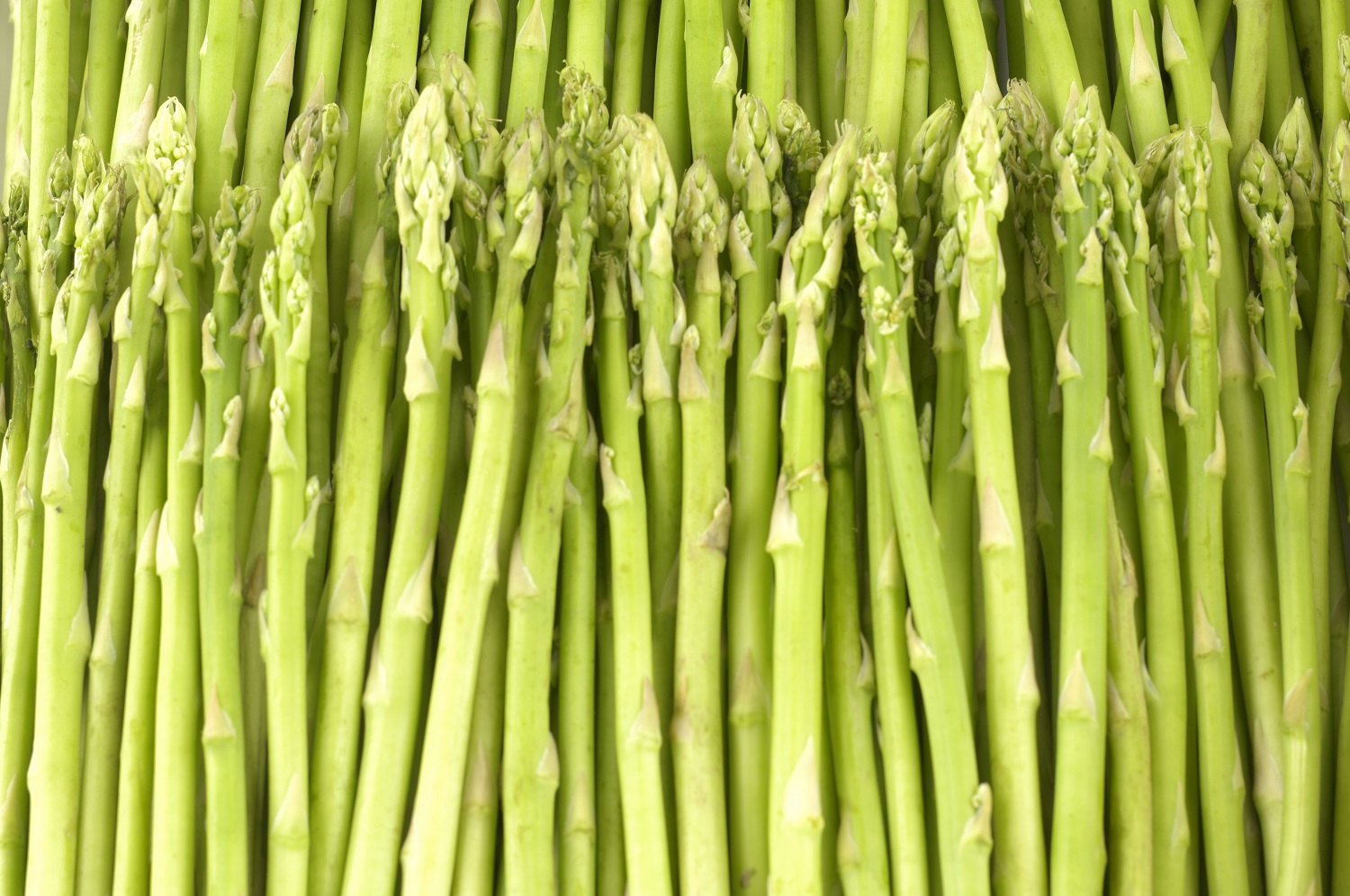 Agronometrics in Charts Asparagus prices rising in U.S. market