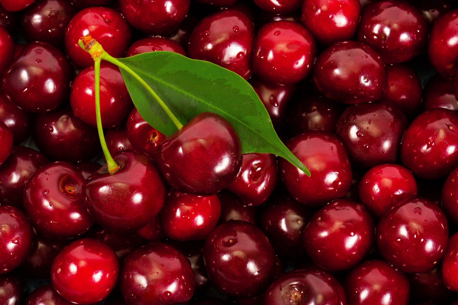 Cherry sales in China show slight improvements, but market remains tough - Vimarsana News
