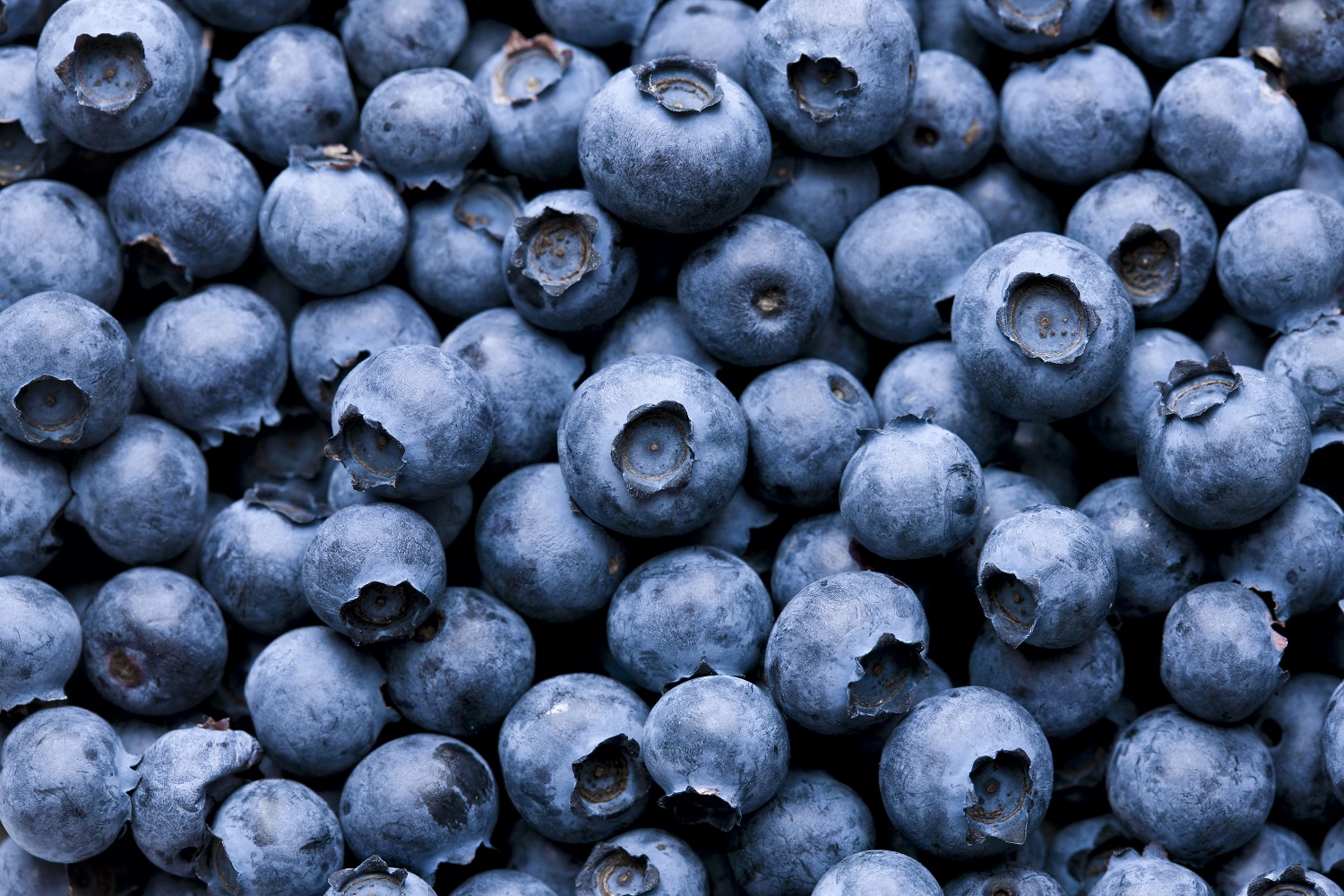 National Blueberry Month A brief history