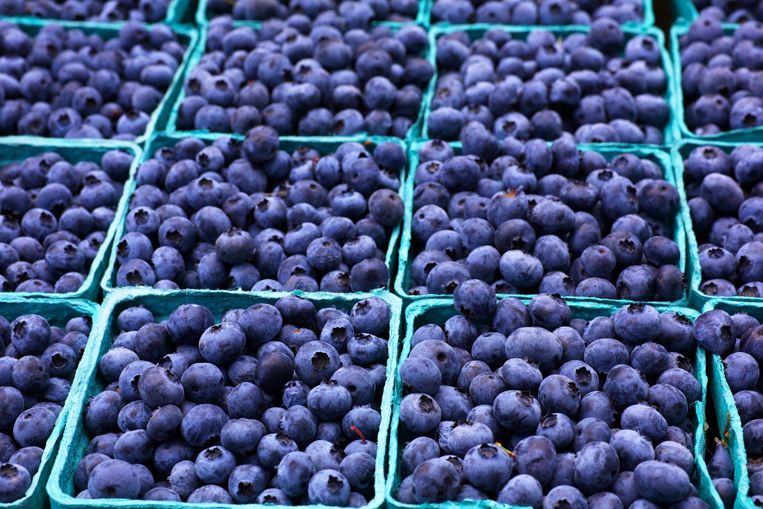 Peruvian blueberry industry expect big export lift