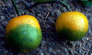 New drug-delivery tactic for citrus greening disease gets $1M grant