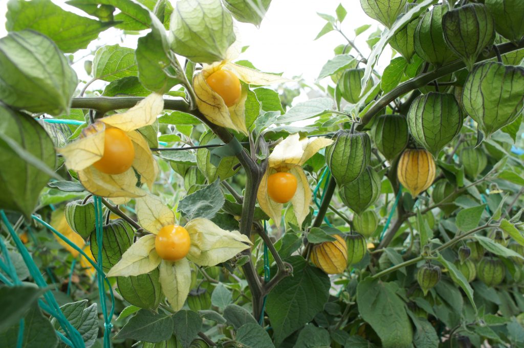 Ecuador goldenberry sector sets sights on UK in expansion