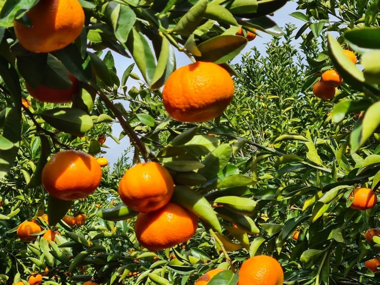 Potentially South African citrus