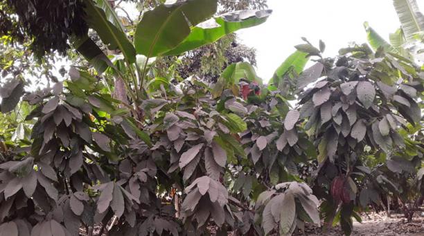 Ecuadorian volcano eruption hits thousands of hectares of banana plantations